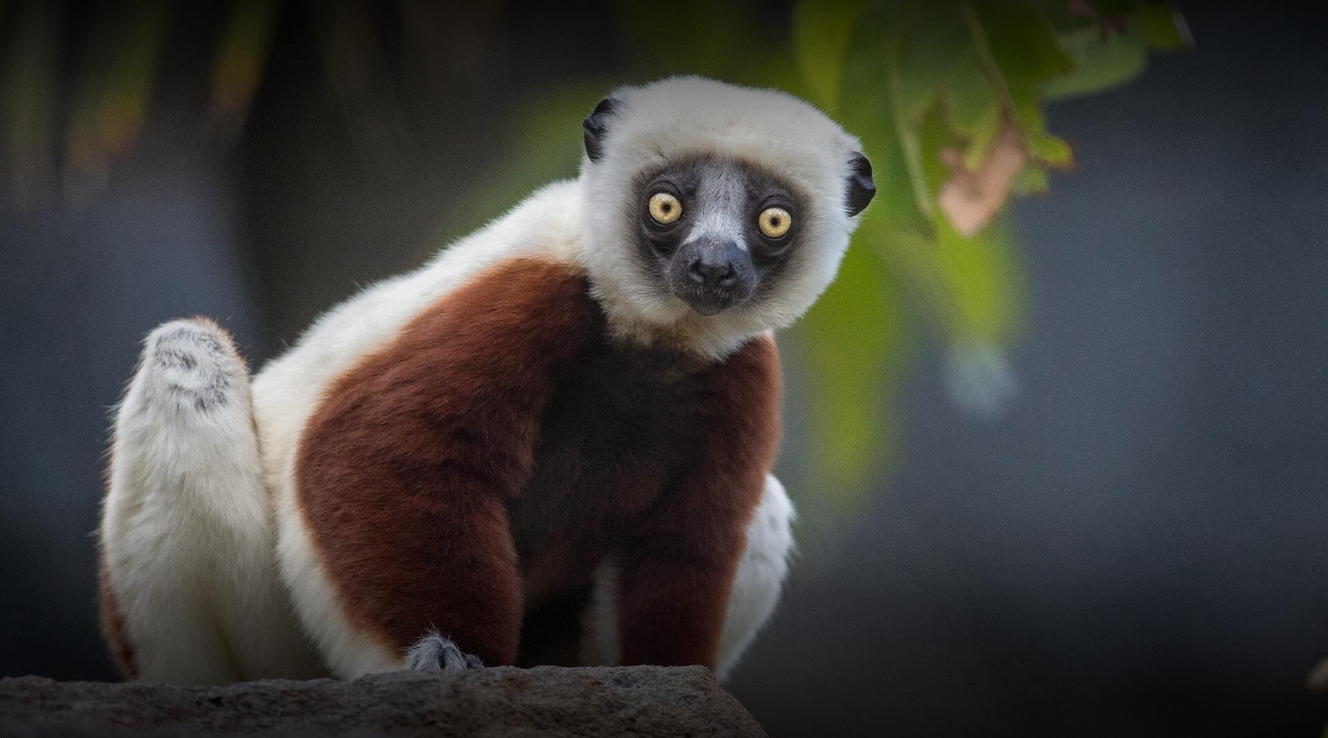 Lemur looks at the camera.