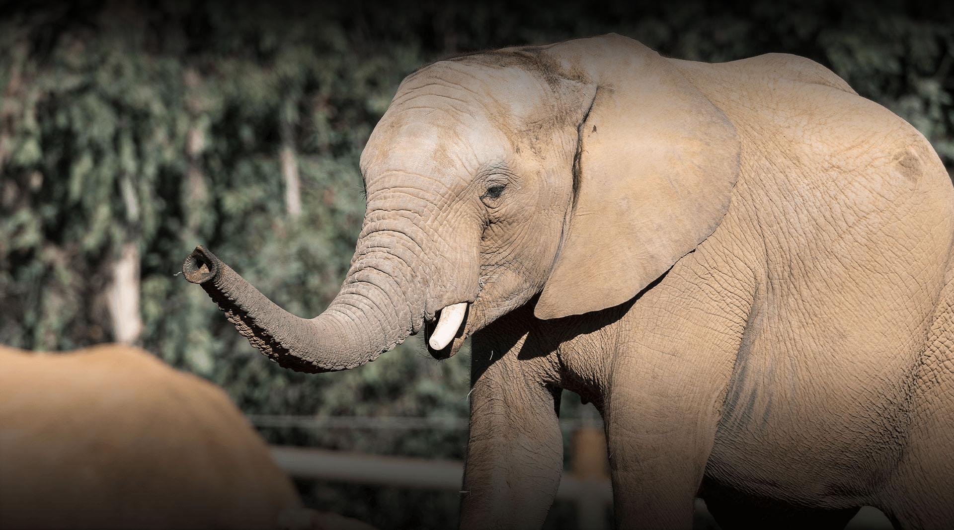 elephant
