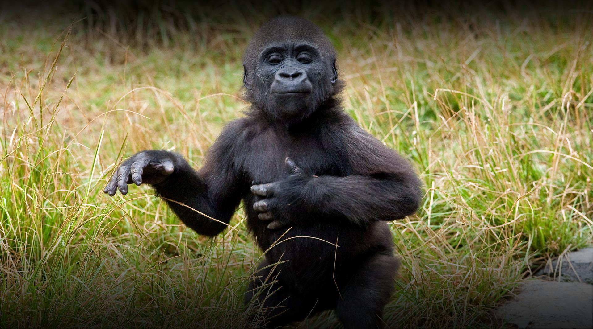 baby gorilla 