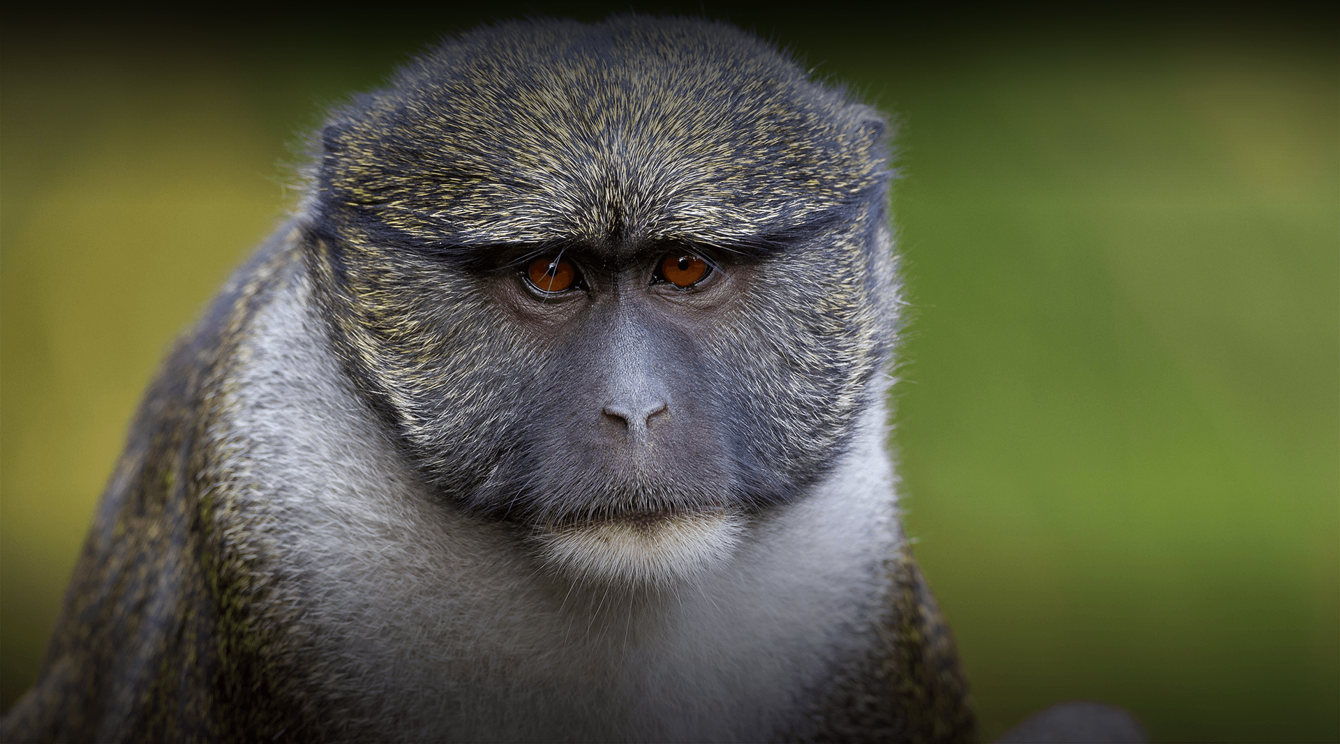 Monkey looks at camera