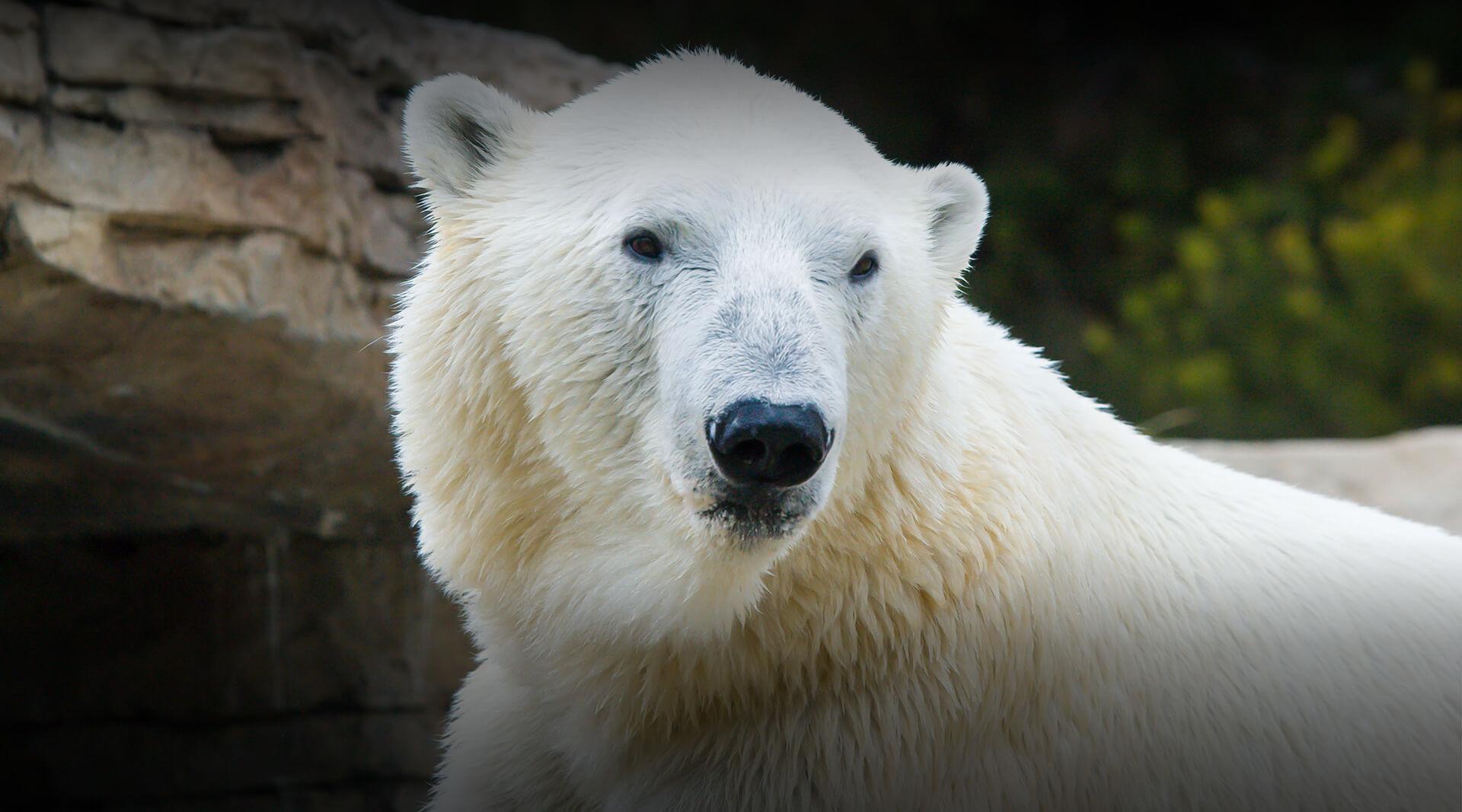 Polar bear