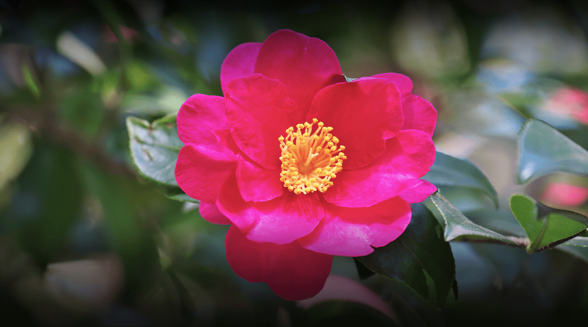 Camellia sasanqua at sun bear forest. 