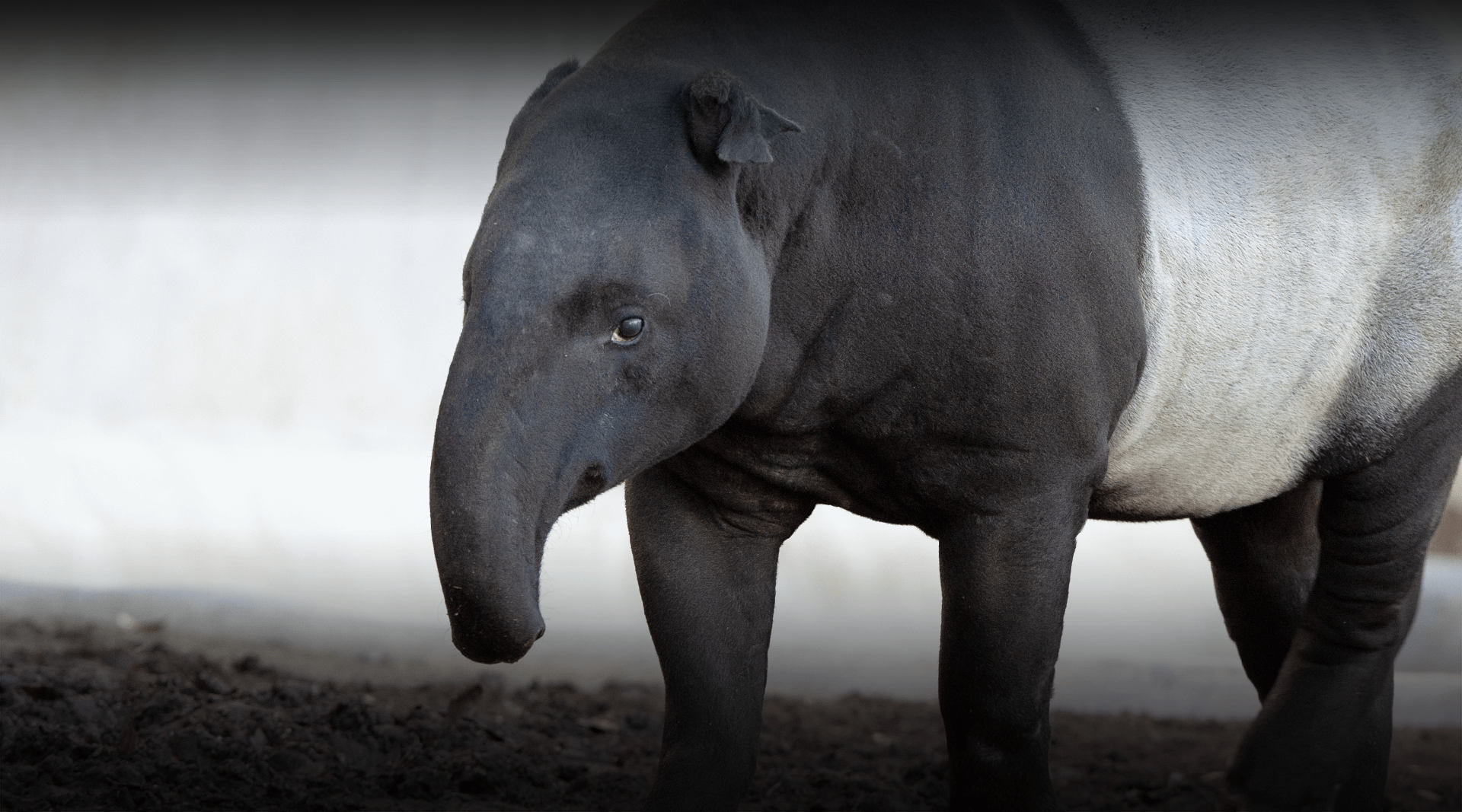 Tapir walks left