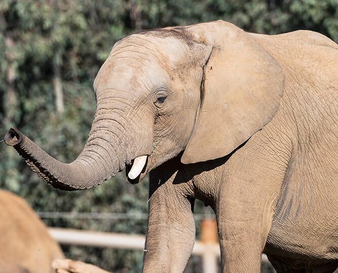 elephant