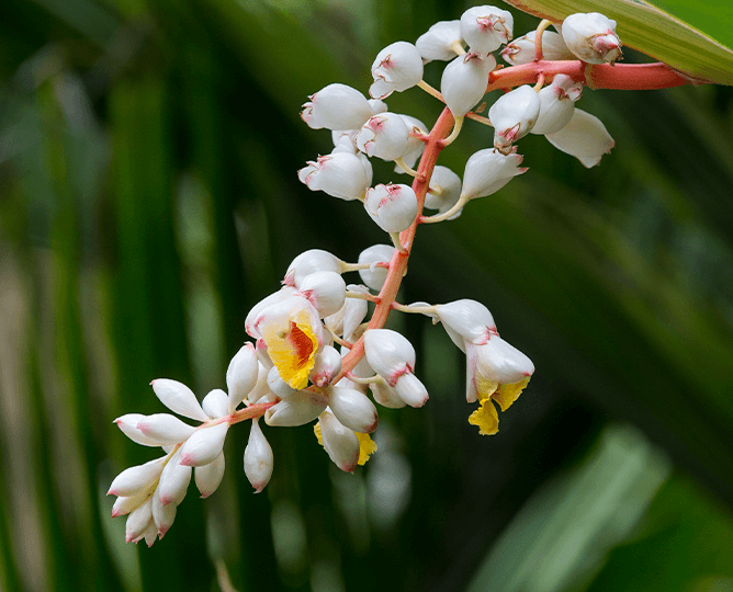 Red bromeliad