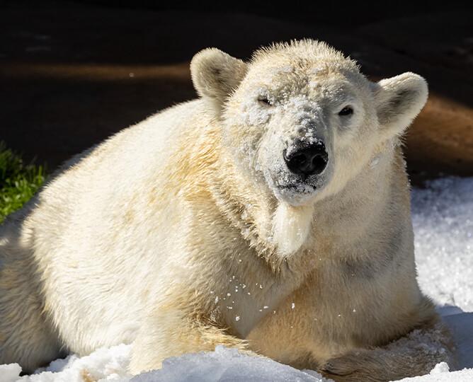 polar bear