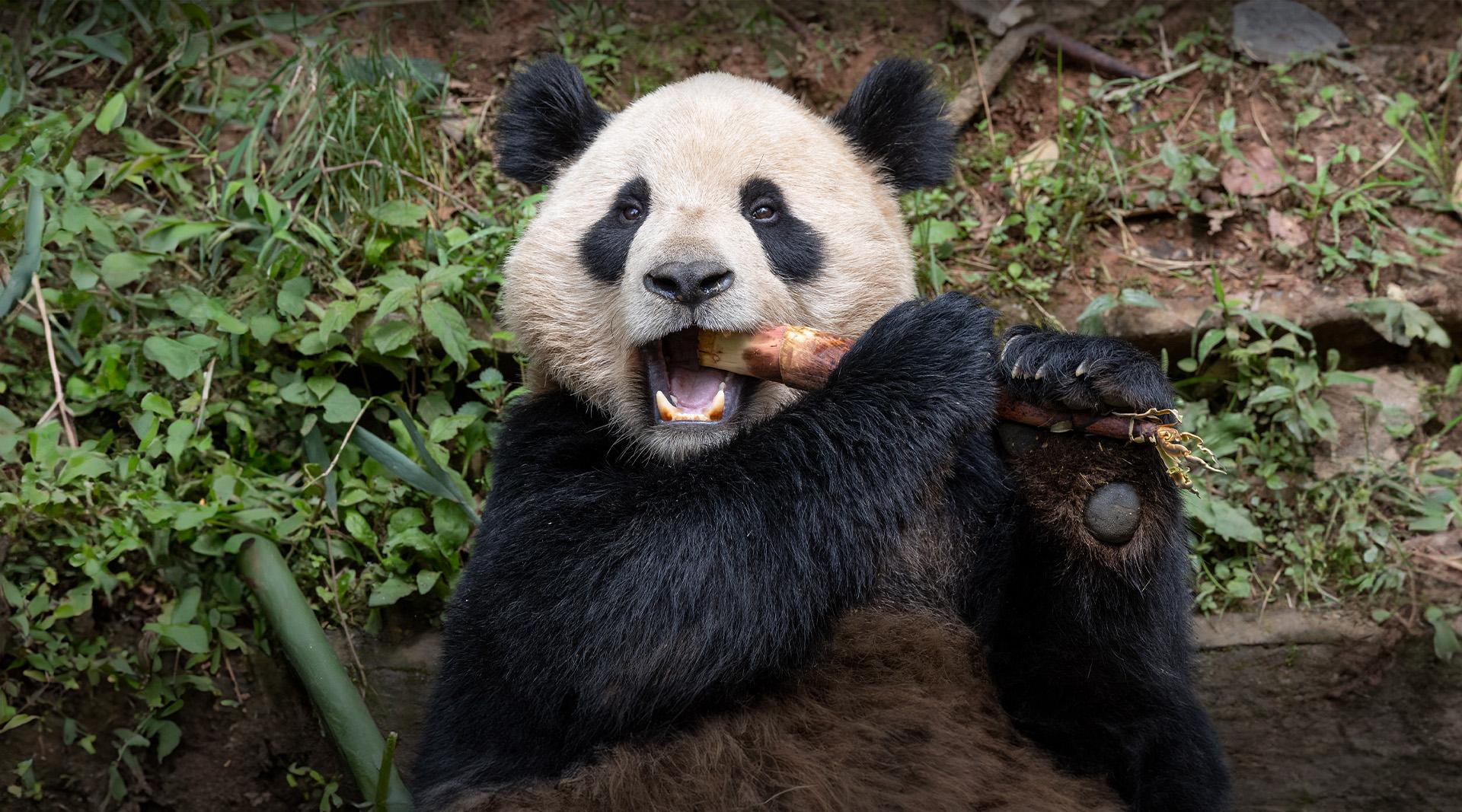 giant pandas