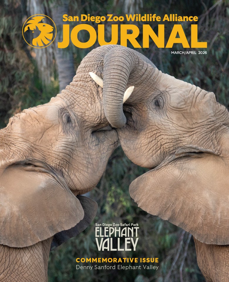 A closeup of two African elephants facing each other with their trunks up and wrapped together in a friendly greeting