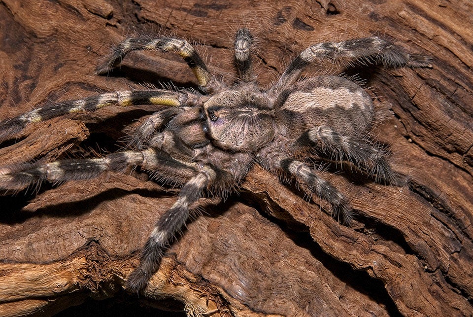 INDIAN ORNAMENTAL TARANTULA