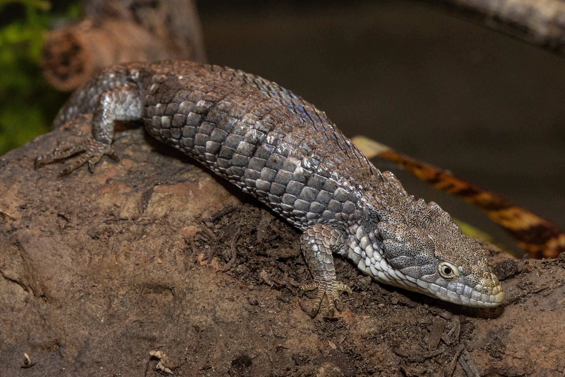 Chilpancingo arboreal alligator lizard