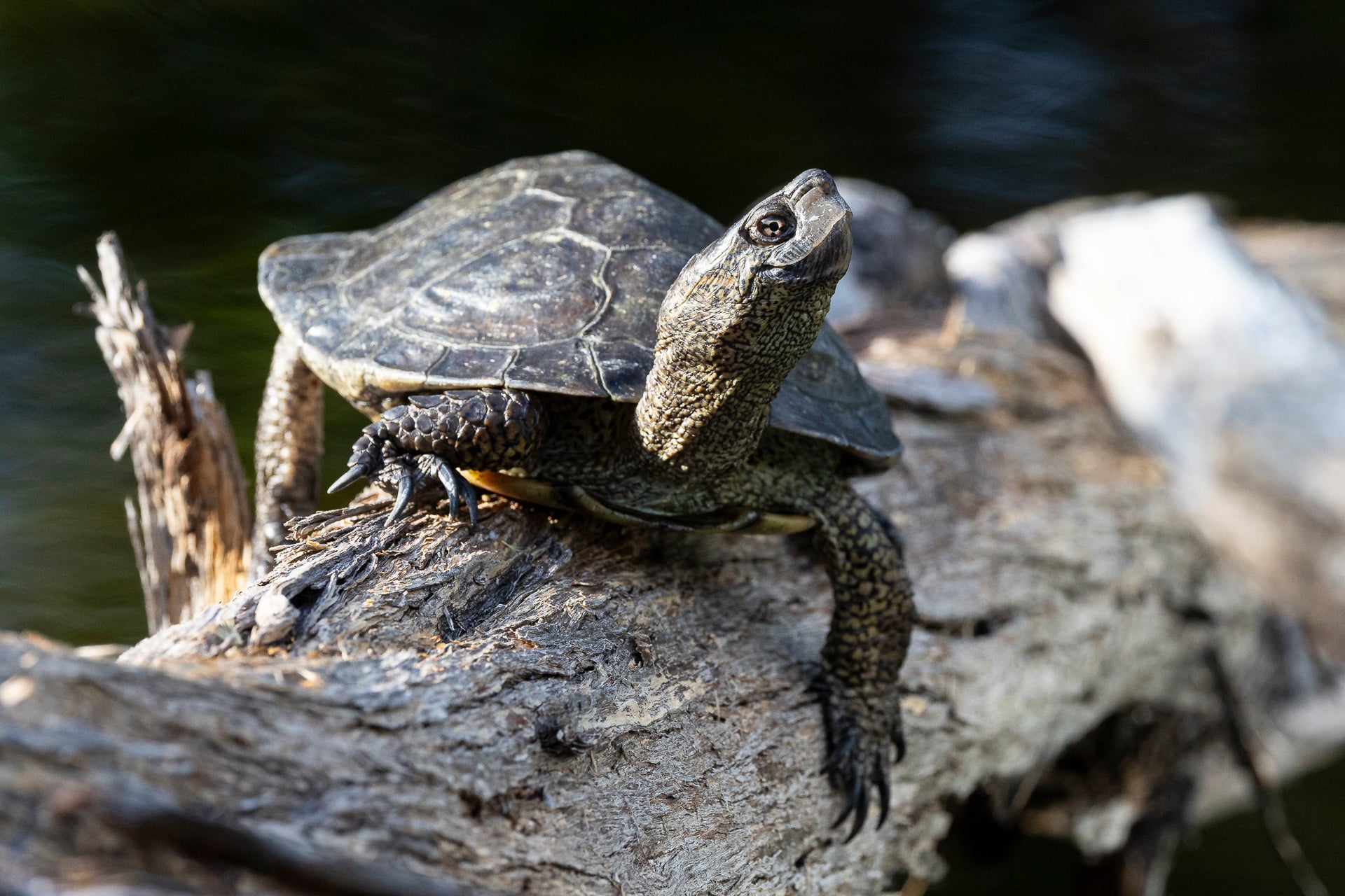 PACIFIC POND TURTLE