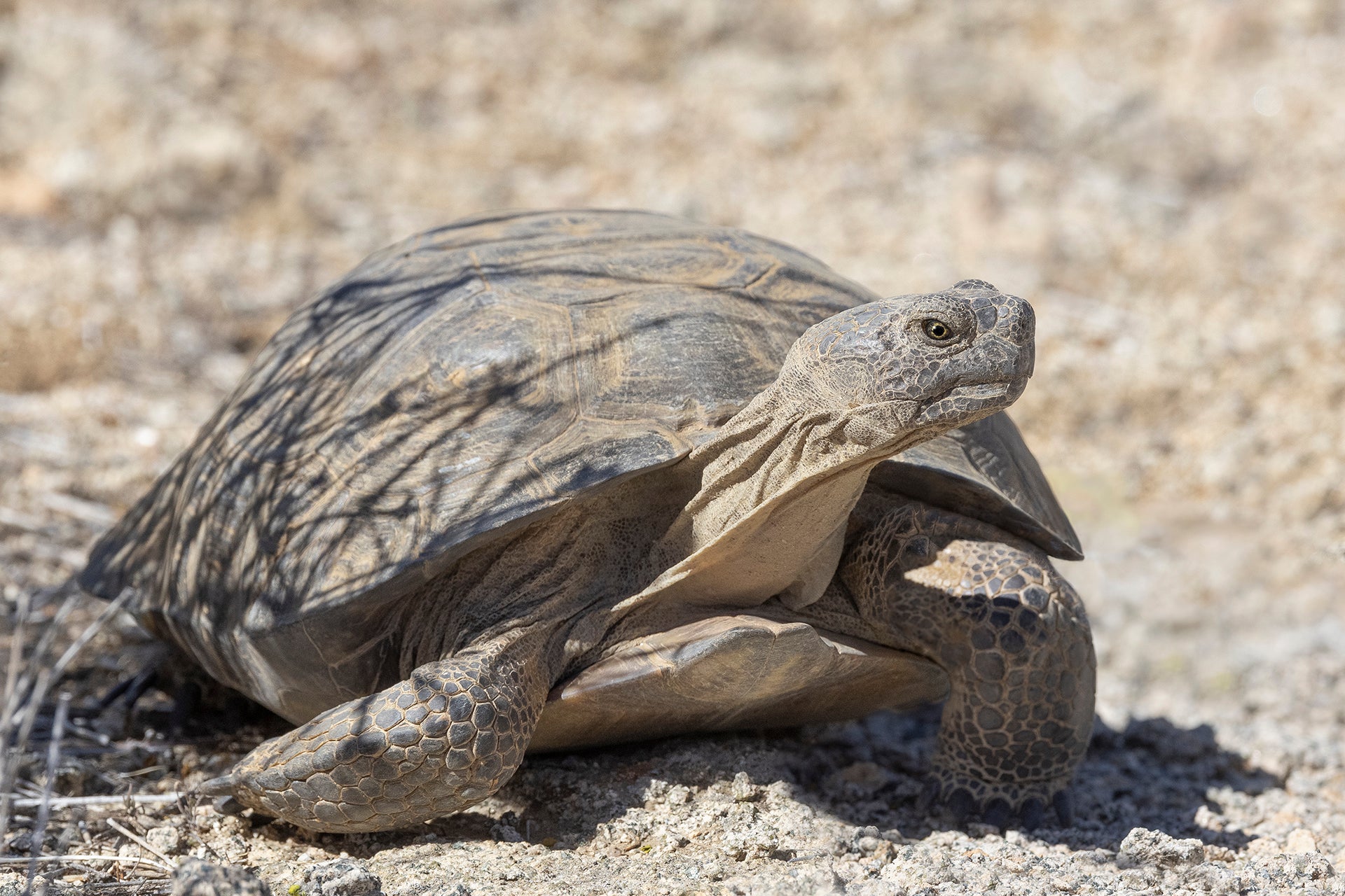 DESERT TORTOISE