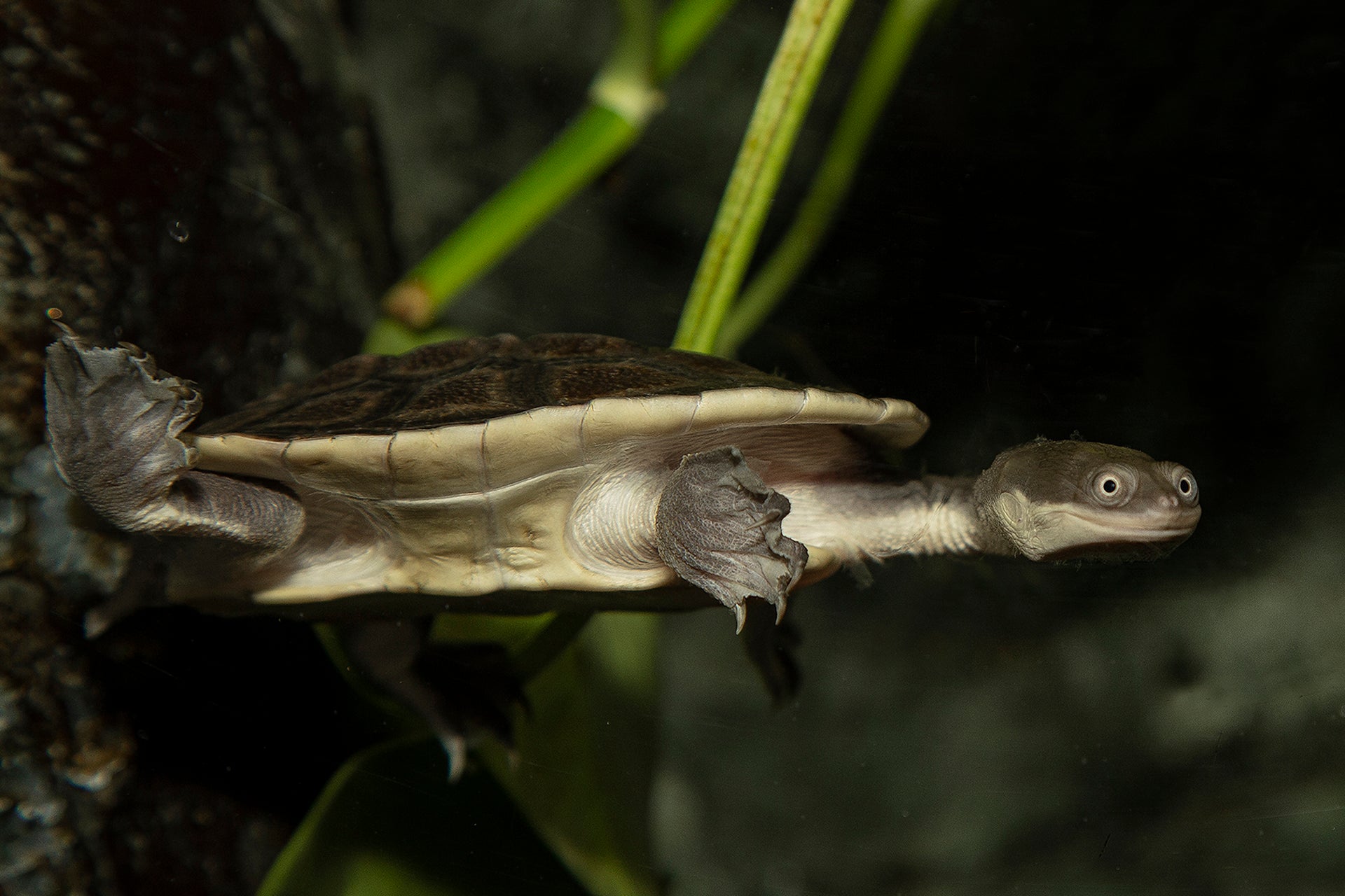 BROAD-SHELLED SNAKED NECK TURTLE