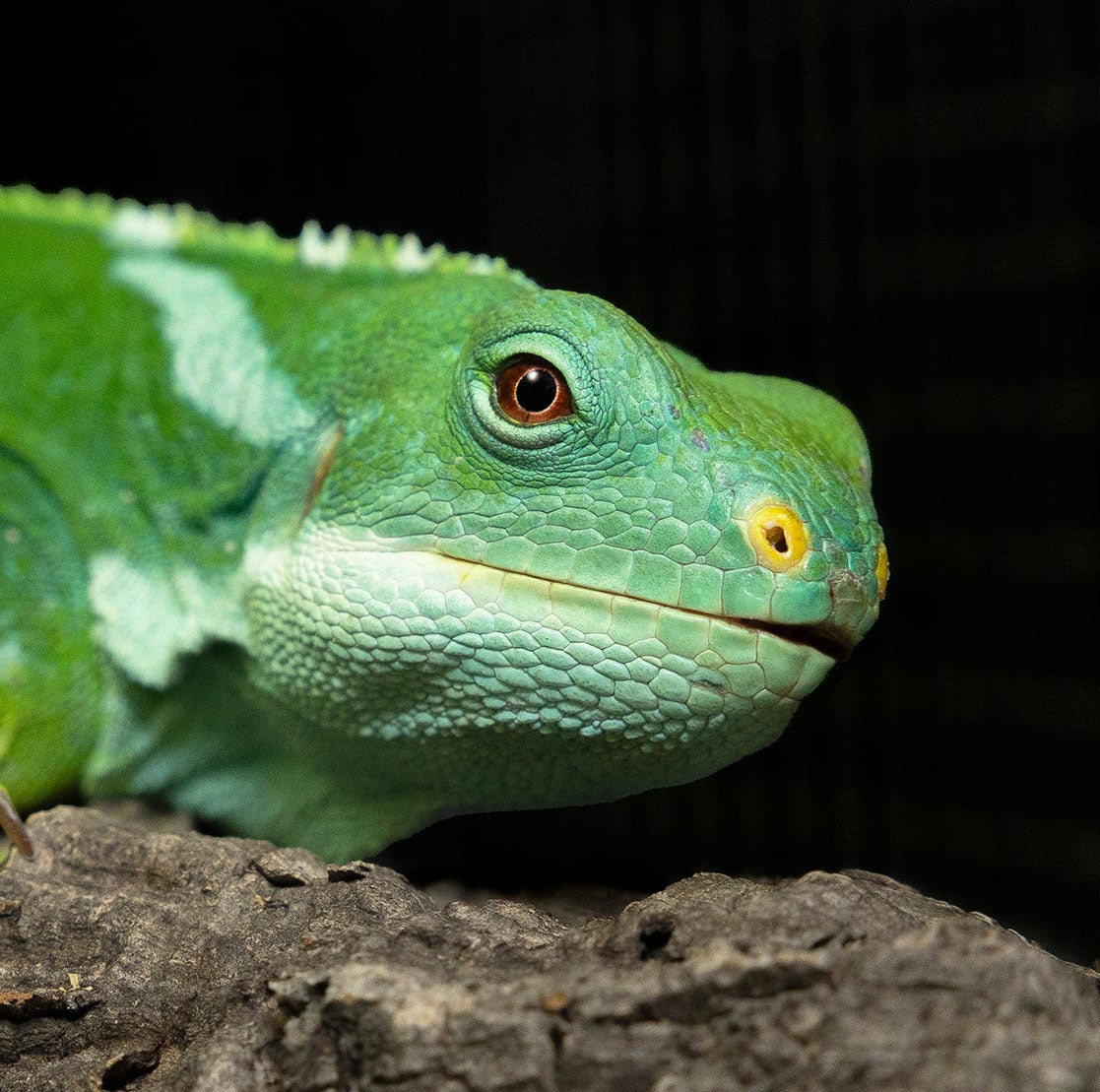 Reptile