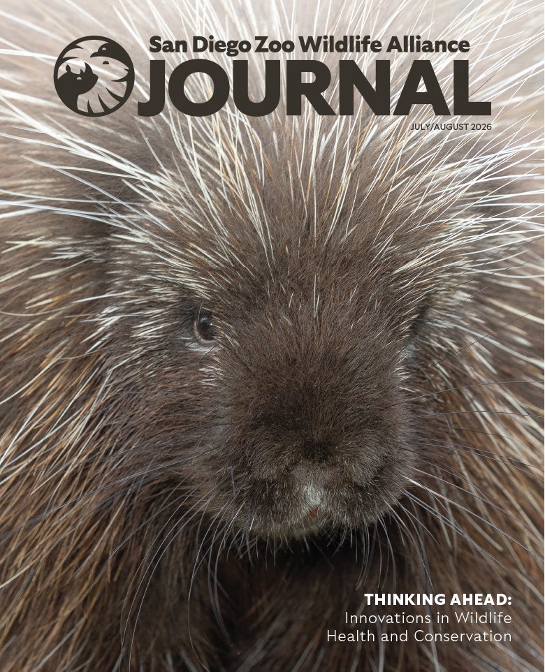A close up photo of a porcupine's face