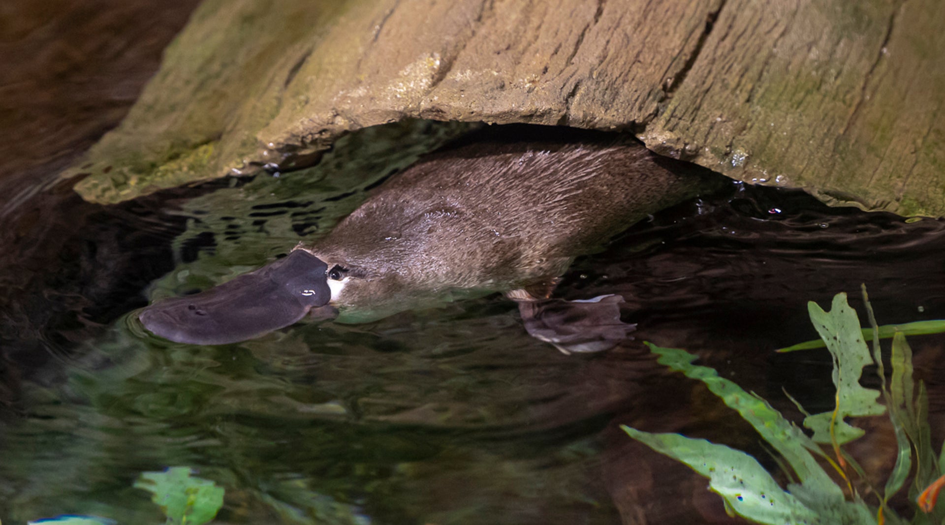 A platypus is floating in water, coming out from underneath a log 
