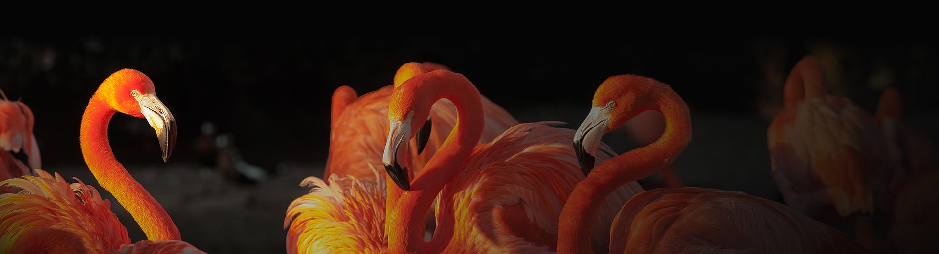 Flamingoes
