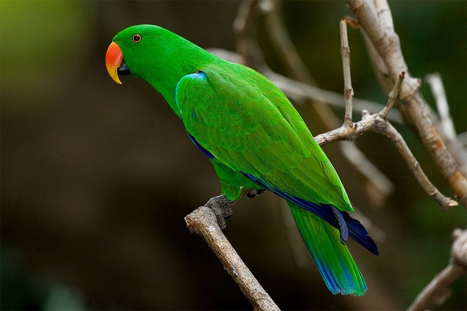 Bird