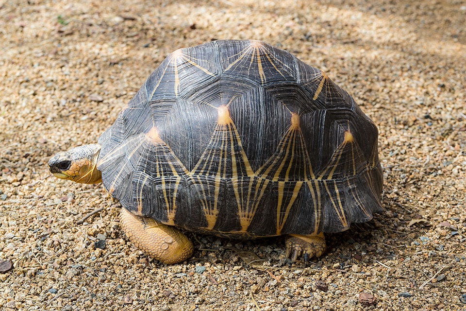 Radiated Tortoise