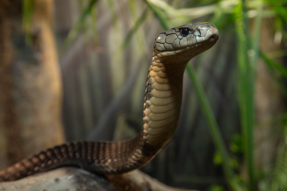 King Cobra