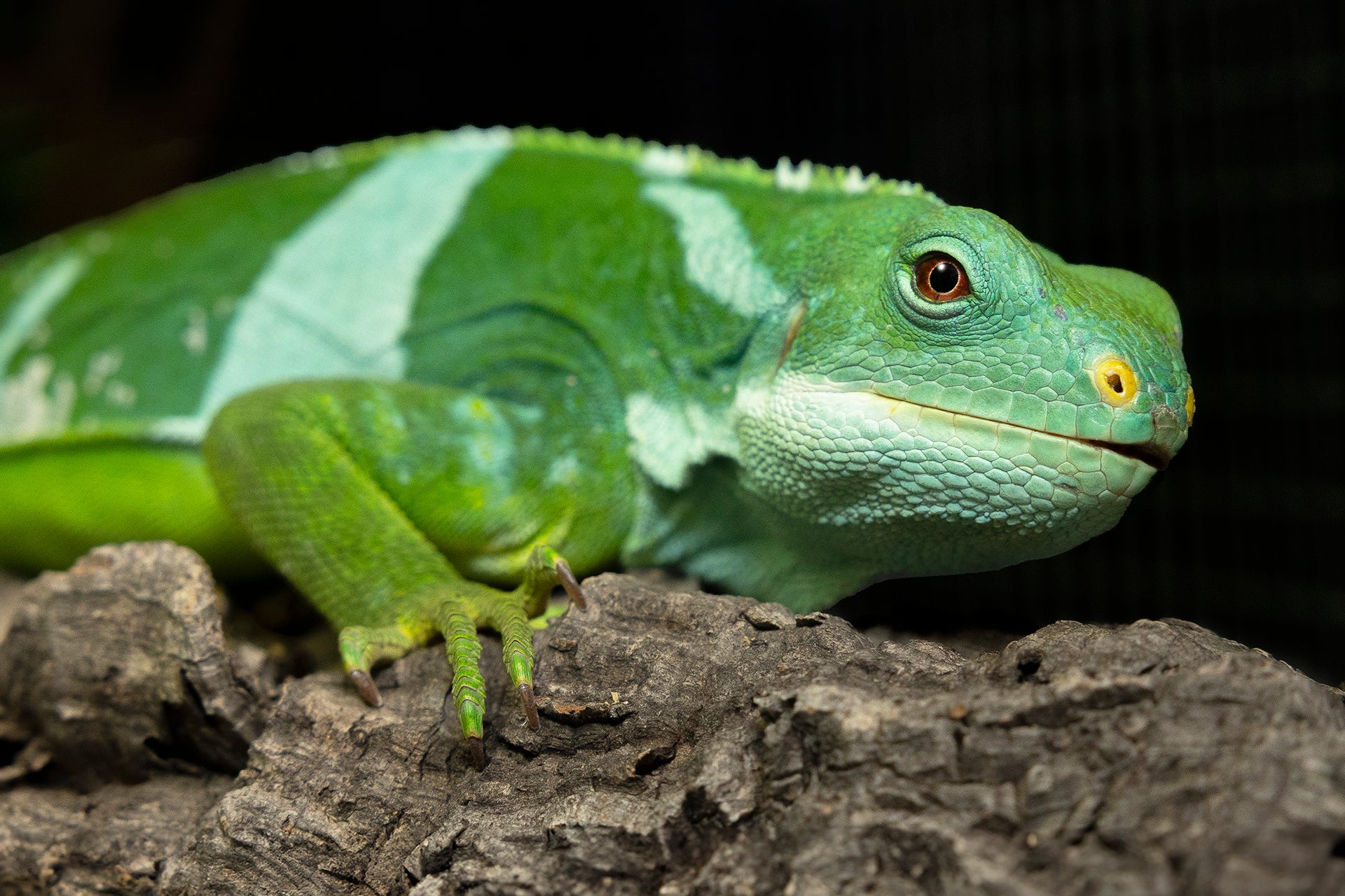 Fijian Iguanas