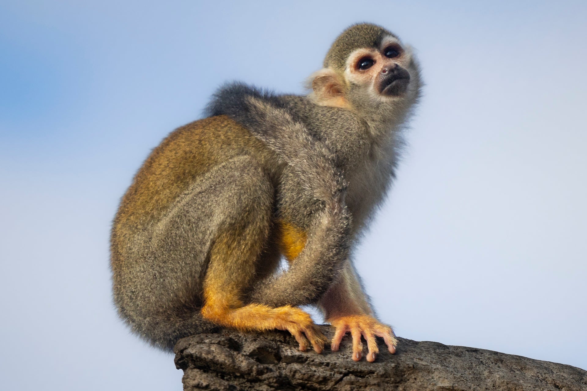 squirrel monkey