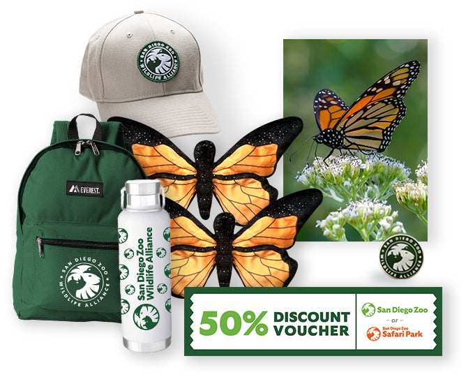 $1,000 Butterfly Adoption 