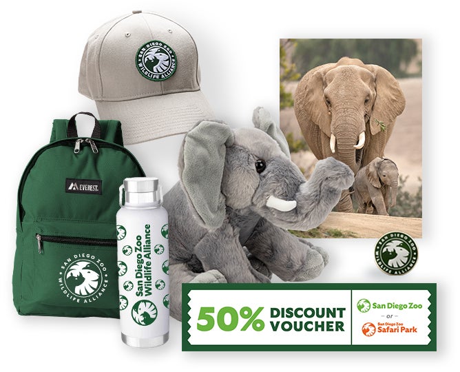 $1,000 Elephant Adoption