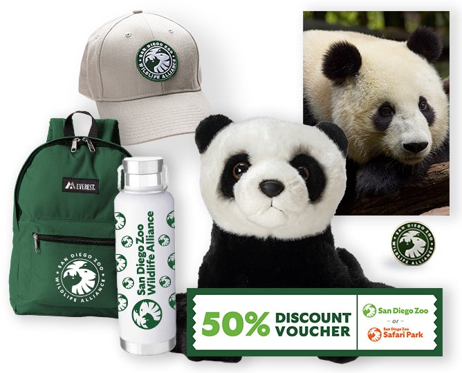 $1,000 Giant Panda Adoption 
