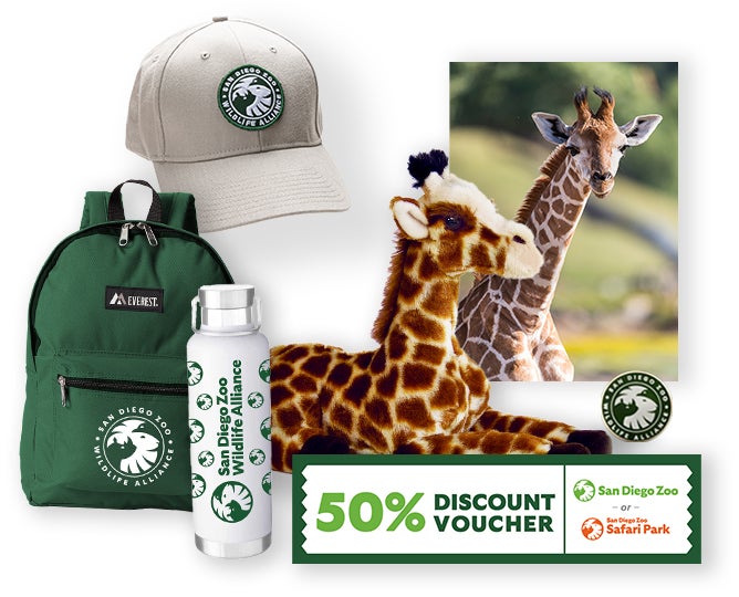 $1,000 Giraffe Adoption 