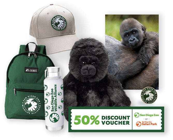 $1,000 Gorilla Adoption