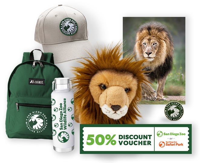 $1,000 Lion Adoption