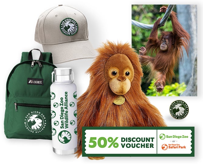 $1,000 Orangutan Adoption