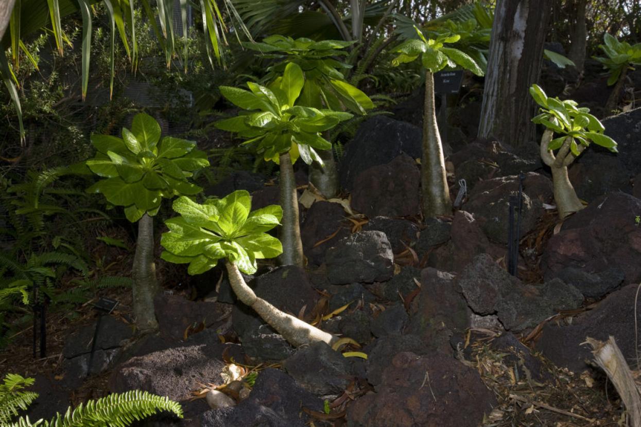 ʻālula plant