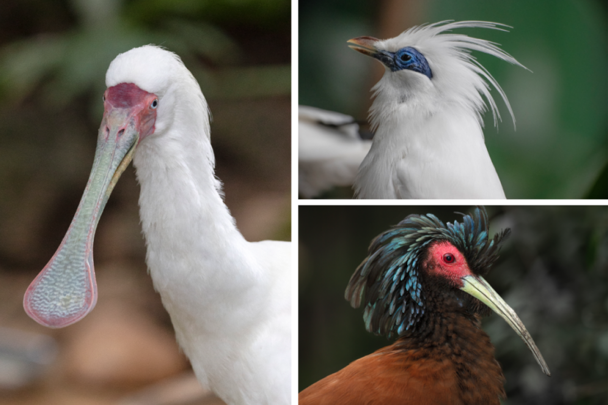 collage of birds