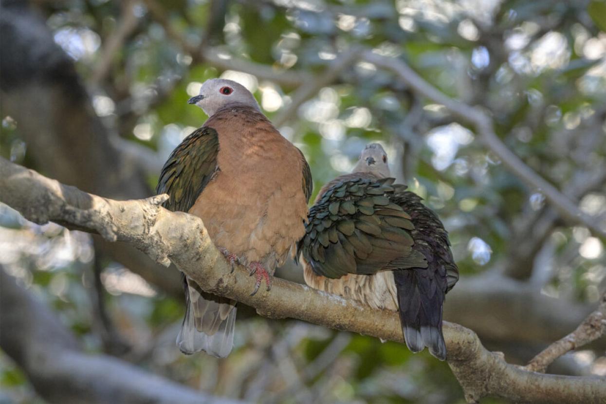 birds