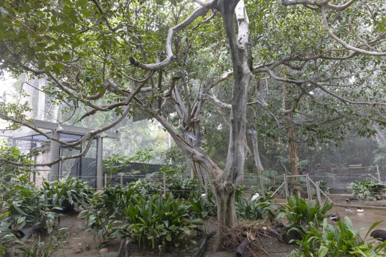 inside aviary