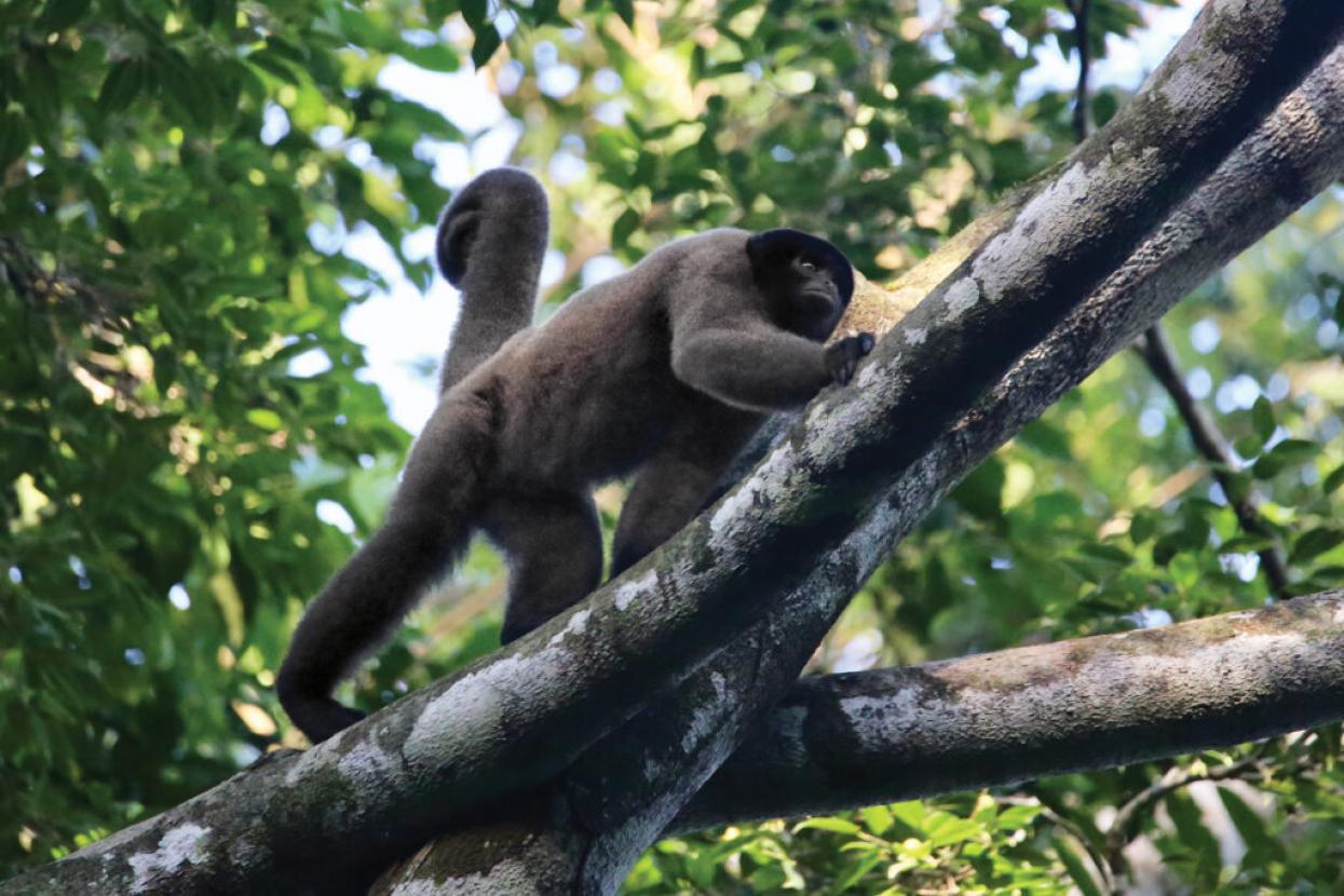 New World monkey