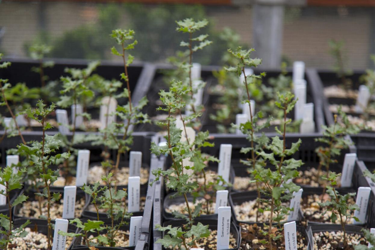 seedlings