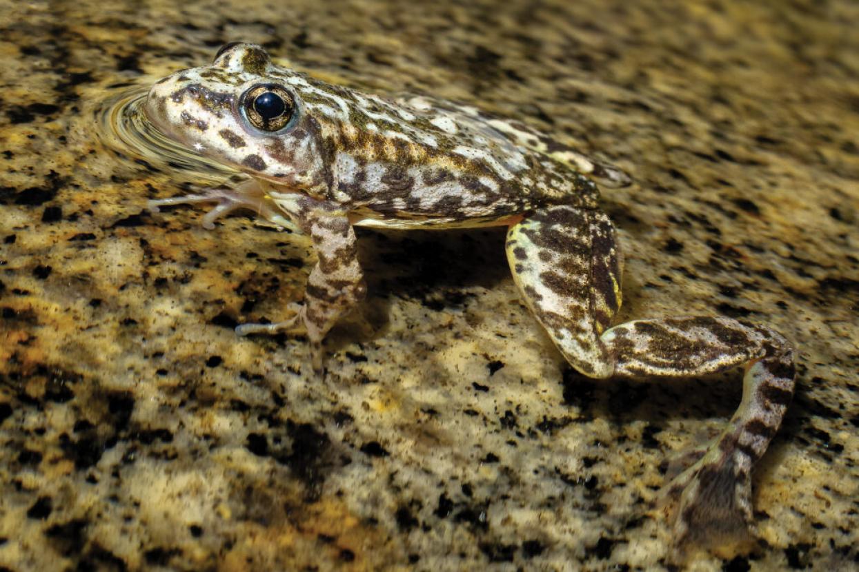frog