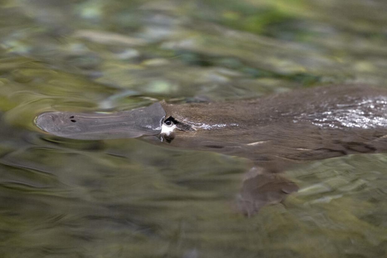 platypus