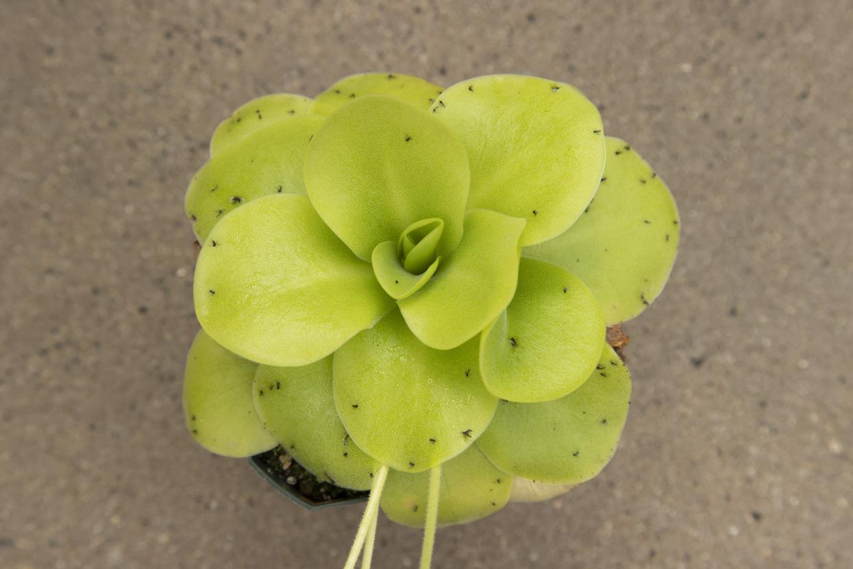 butterwort