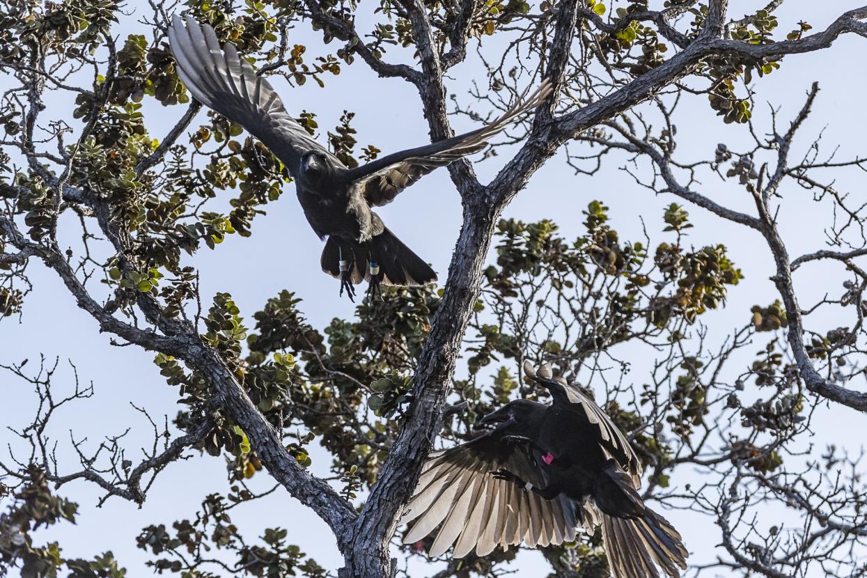 Two ʻalalā fly through a tree.
