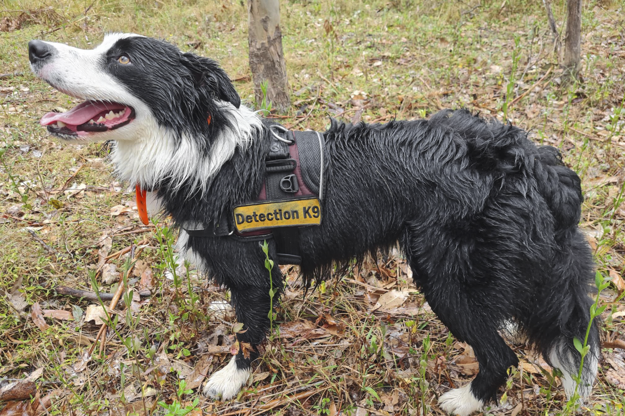 Detection dog