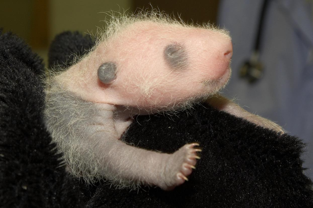 giant panda cub