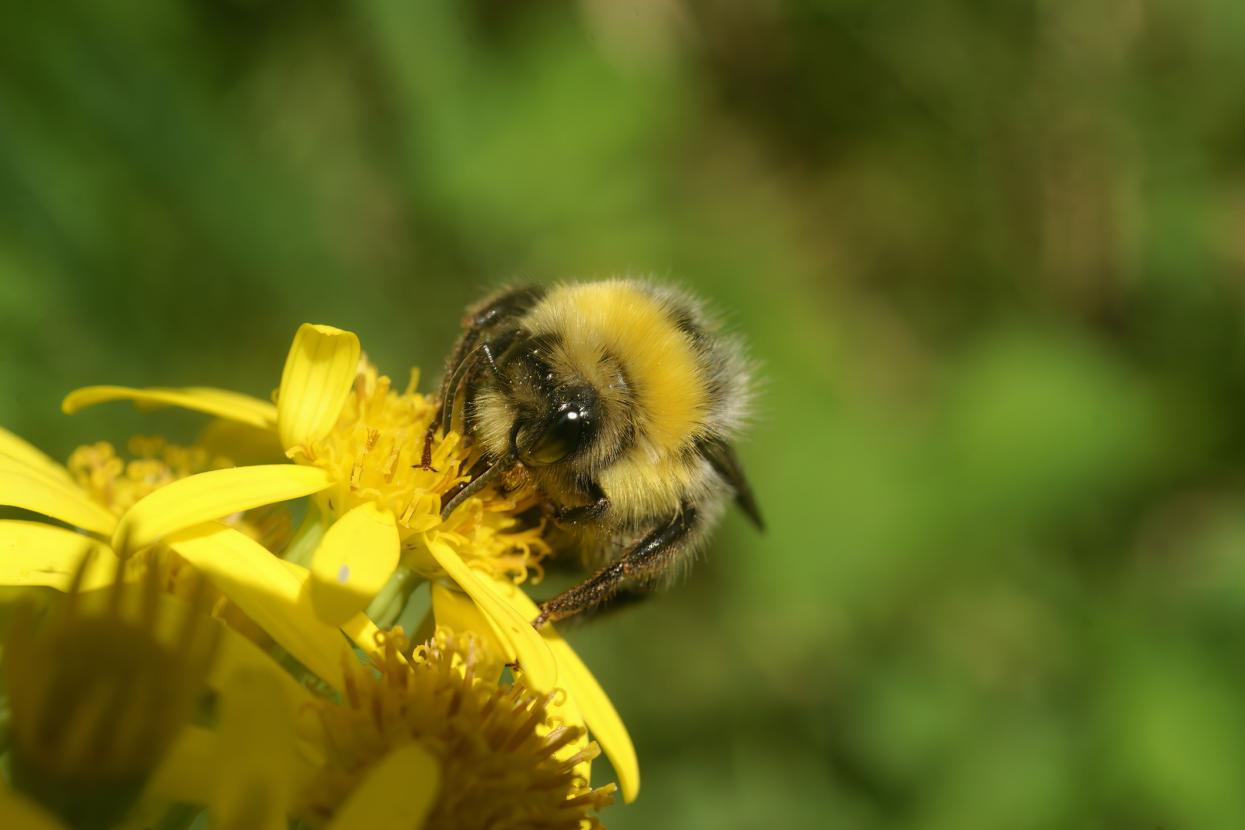 Bumblebee