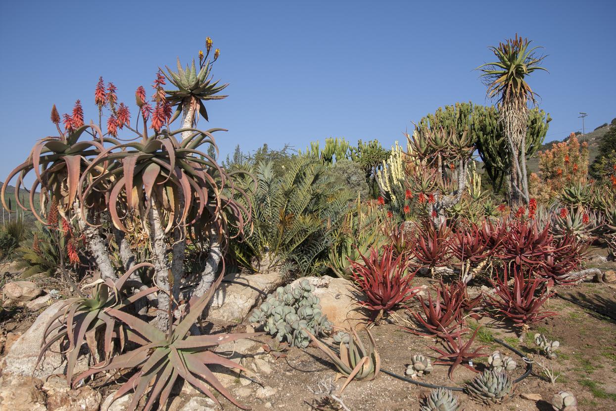 Baja garden plants