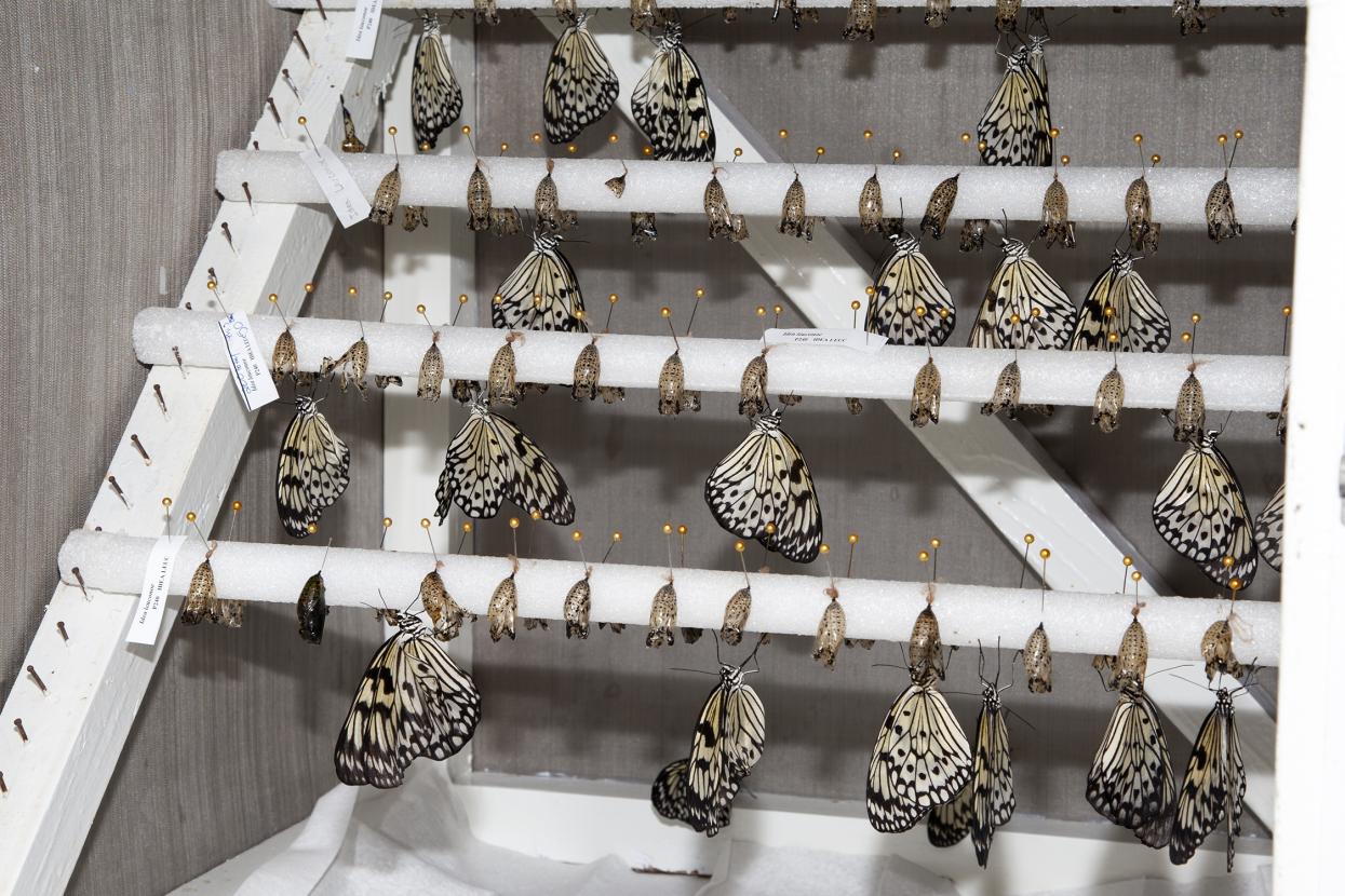 Butterfly pupae