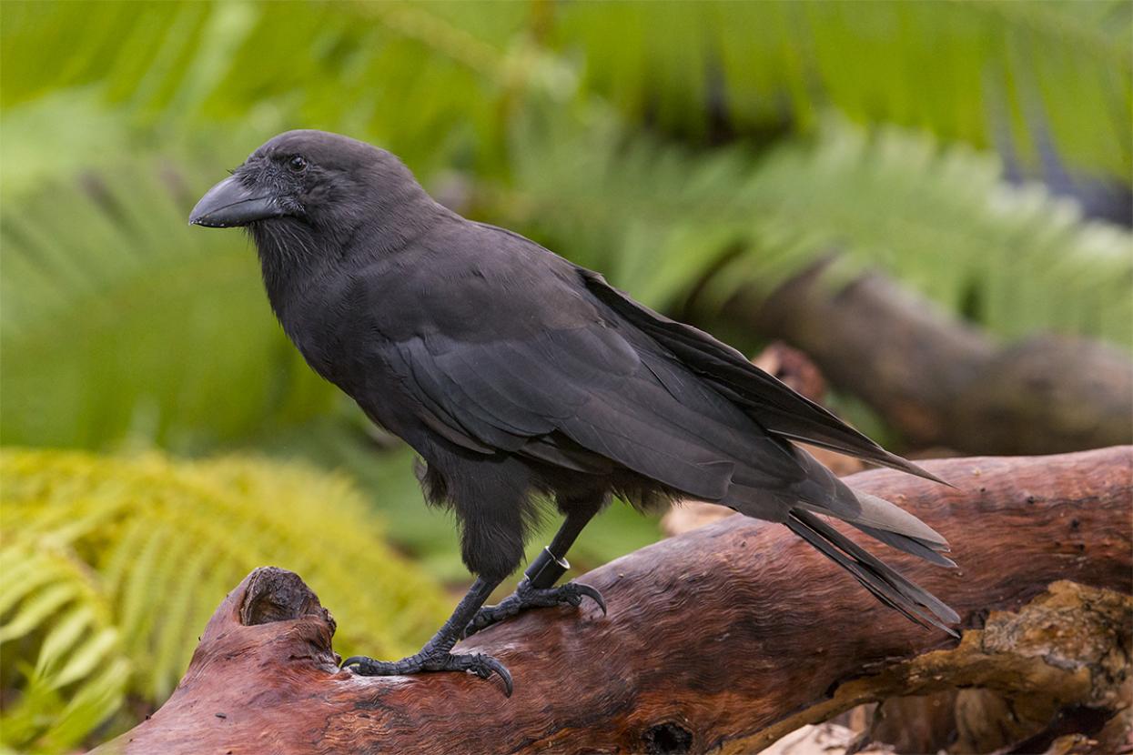 ʻalalā
