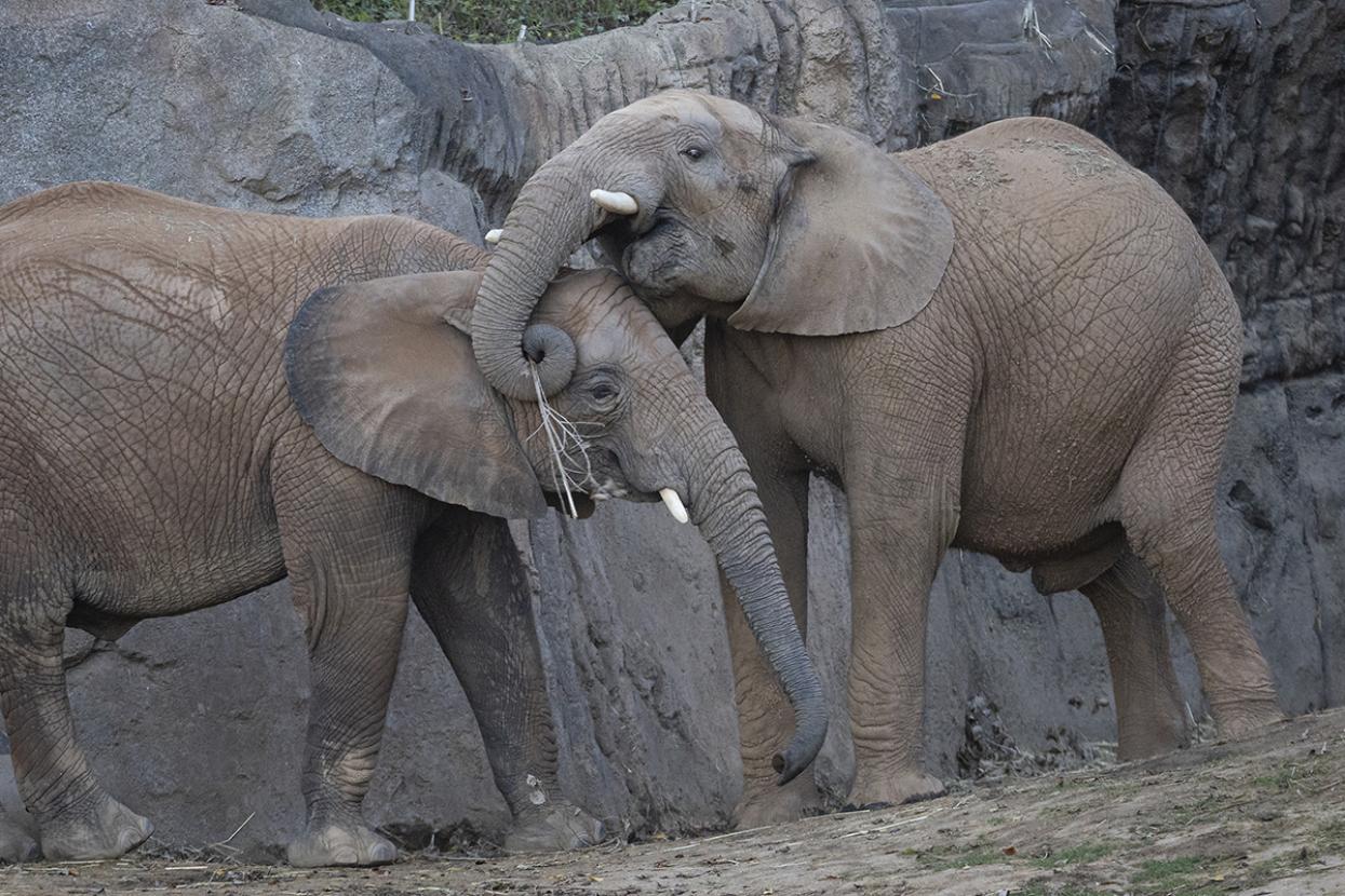 two elephants